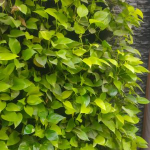 6367a6ec-3fe0-4d47-ac11-9c980f301088